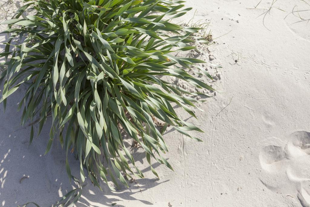 Spiaggiabella Beach Hotel Del Silenzio By Ria Hotels Torre Rinalda Extérieur photo